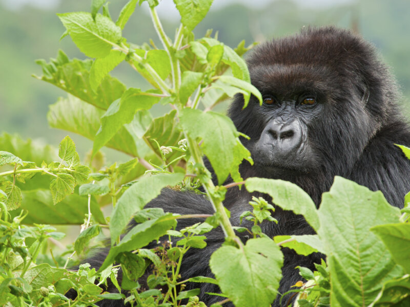 Can I combine gorilla trekking and wildlife safari