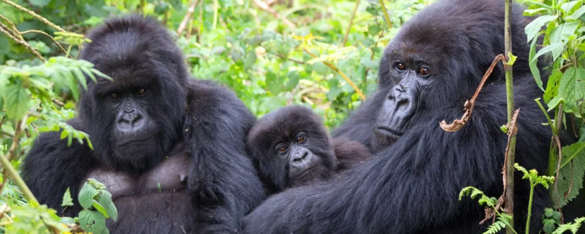 Can I do luxury gorilla trekking in Rwanda