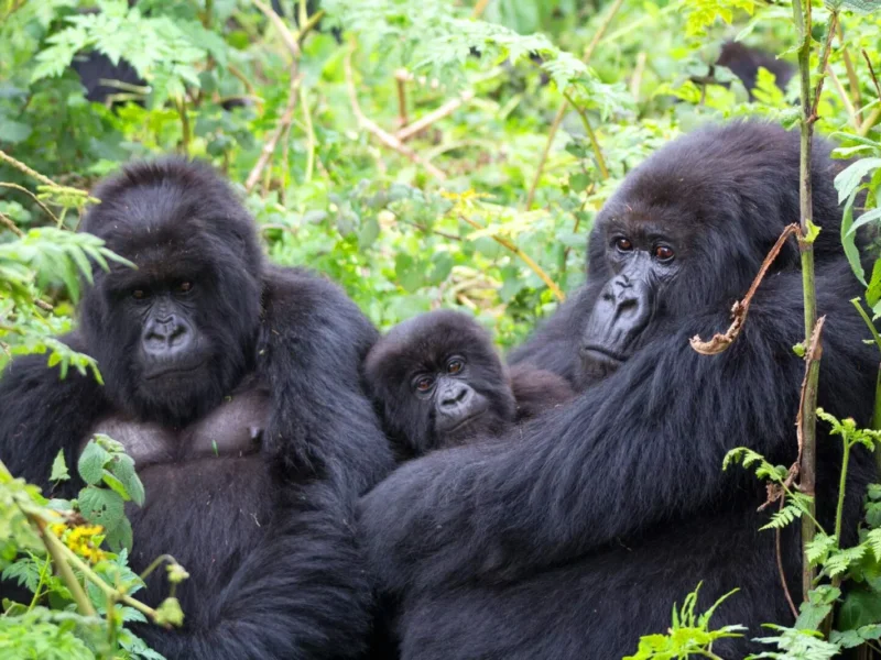 Can I do luxury gorilla trekking in Rwanda