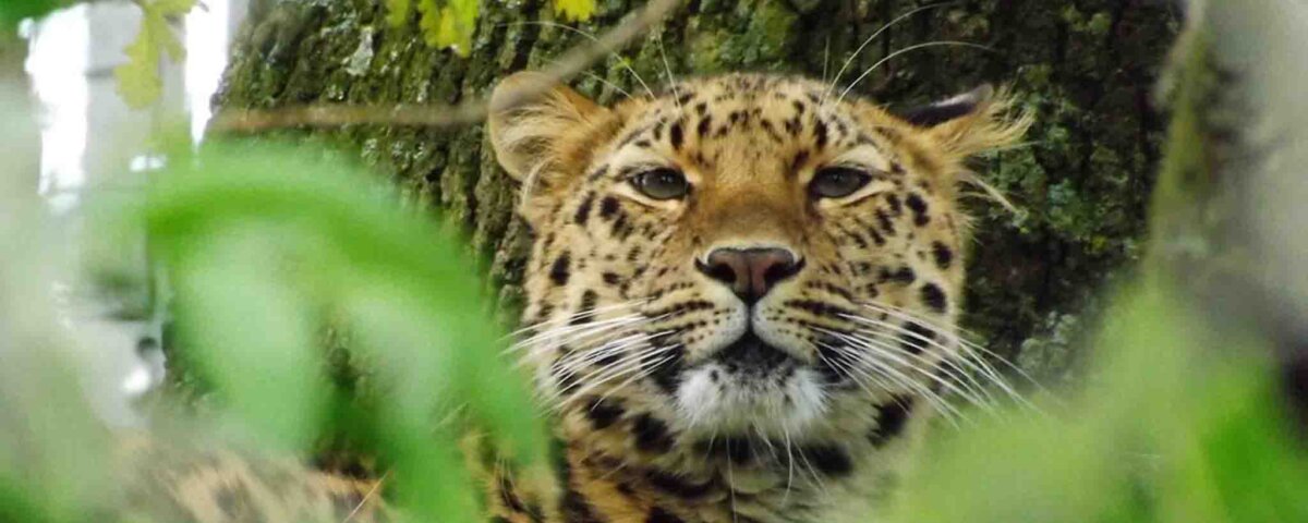 Can I see leopards in Uganda
