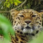 Can I see leopards in Uganda