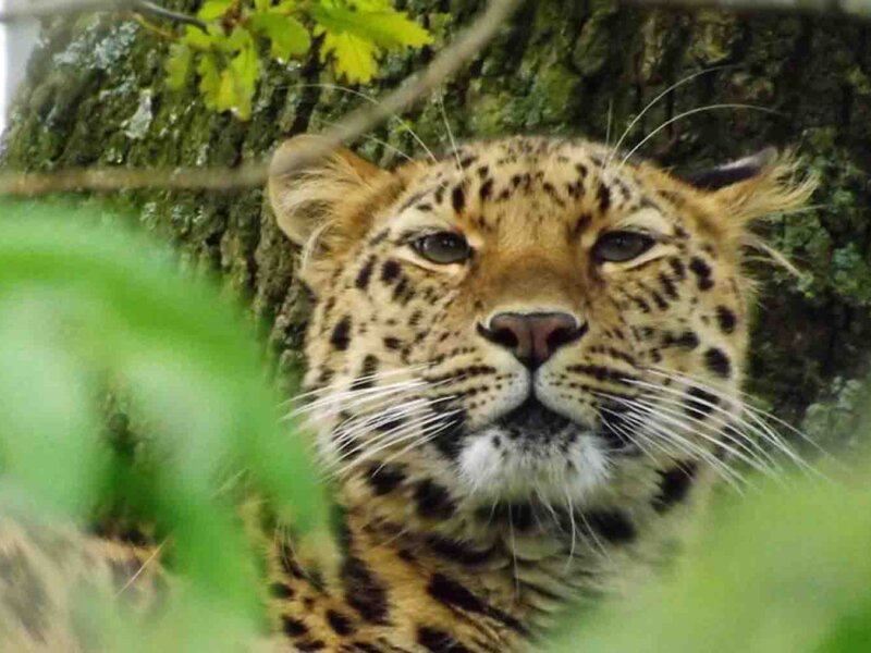 Can I see leopards in Uganda