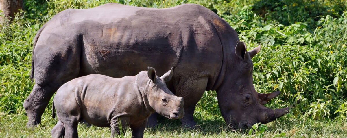Can I see rhinos in Uganda