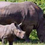 Can I see rhinos in Uganda