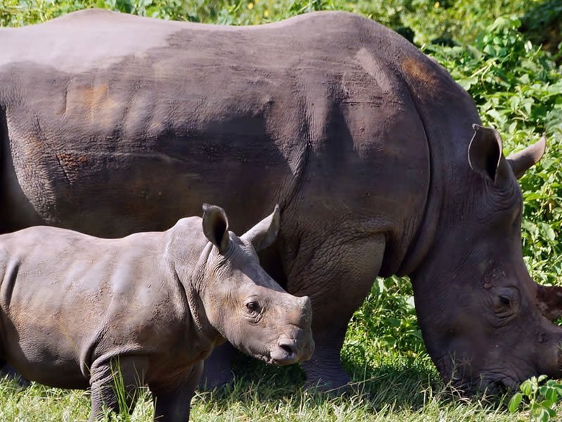 Can I see rhinos in Uganda