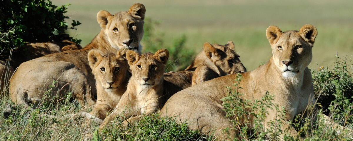 Can I see the Big Five in Rwanda