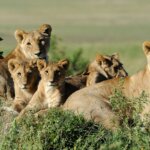 Can I see the Big Five in Rwanda
