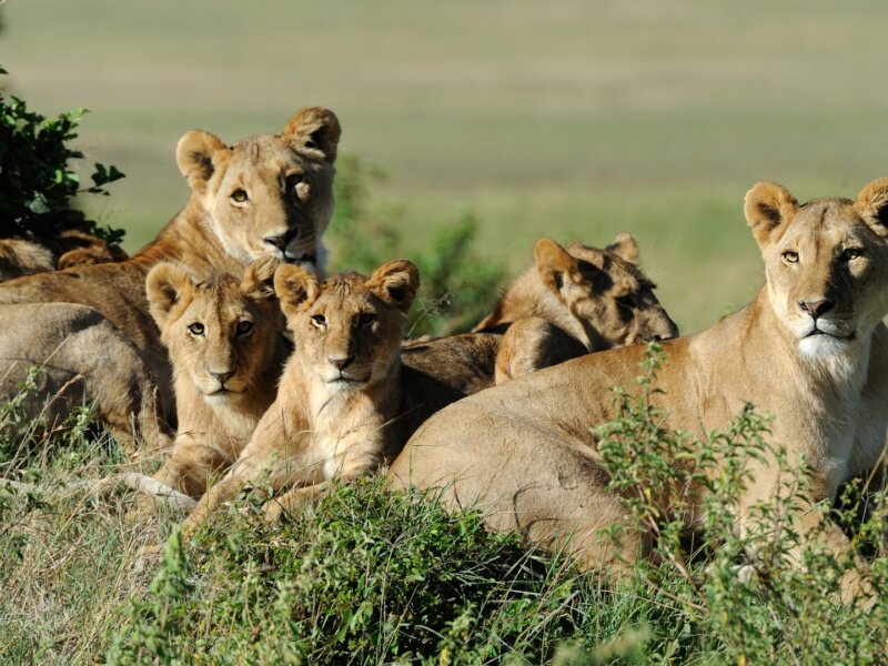Can I see the Big Five in Rwanda