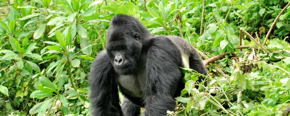 Difference Between Gorilla Trekking and Gorilla Habituation