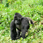 Difference Between Gorilla Trekking and Gorilla Habituation