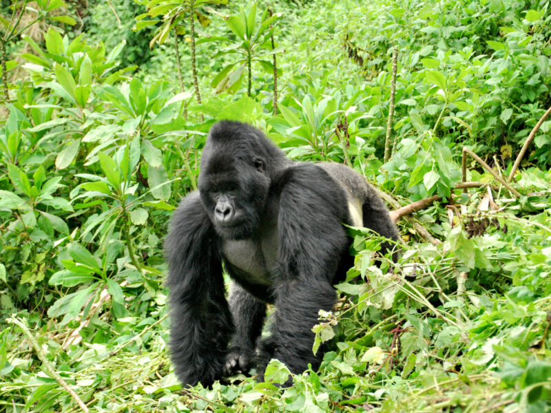 Difference Between Gorilla Trekking and Gorilla Habituation