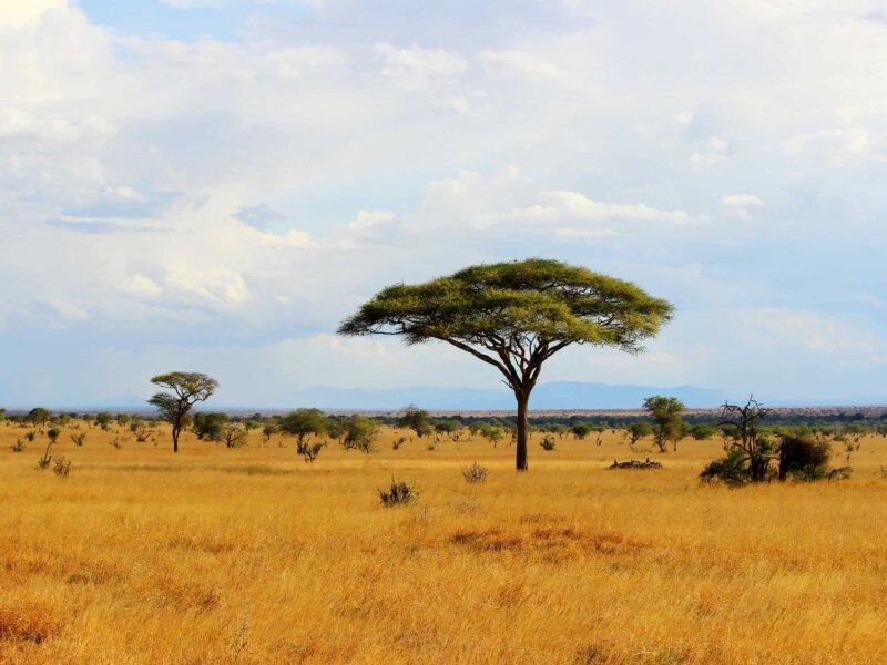 How Big Is Tsavo National Park?