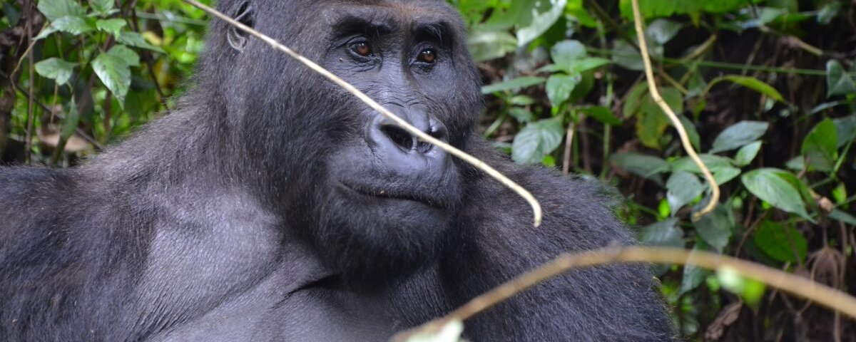 How Close Can You Get to Gorillas in Rwanda