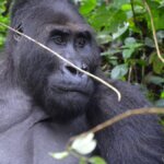 How Close Can You Get to Gorillas in Rwanda