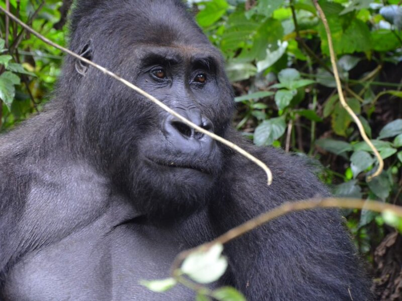 How Close Can You Get to Gorillas in Rwanda