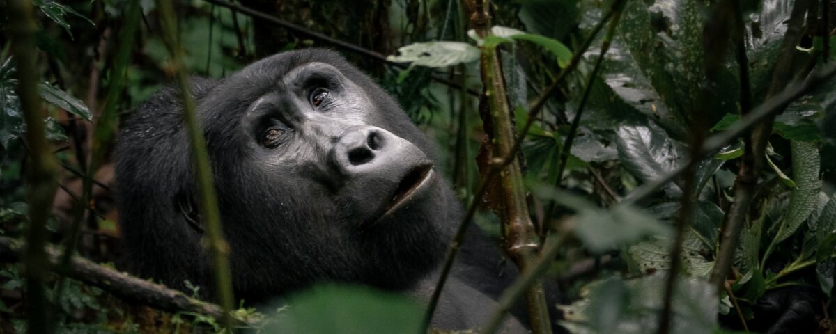 How Long Does Gorilla Trekking in Rwanda Take