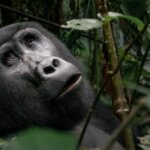 How Long Does Gorilla Trekking in Rwanda Take