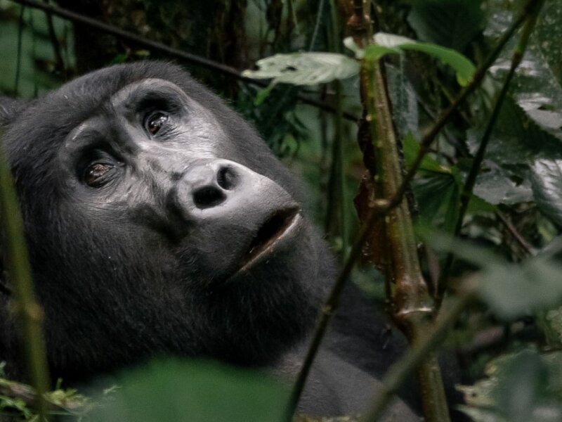 How Long Does Gorilla Trekking in Rwanda Take