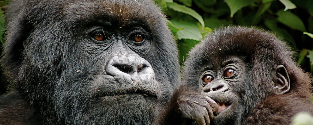 How do I book Rwanda gorilla permits