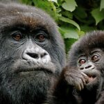 How do I book Rwanda gorilla permits