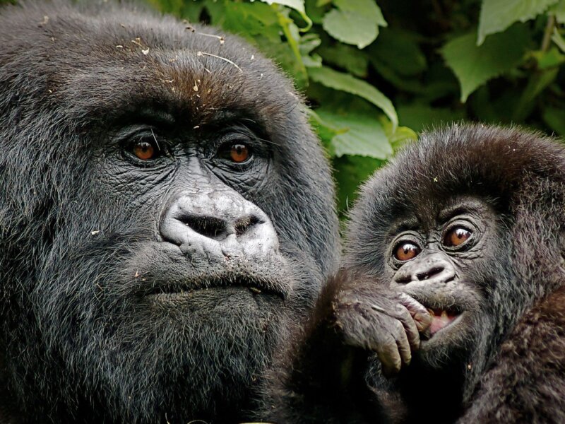 How do I book Rwanda gorilla permits