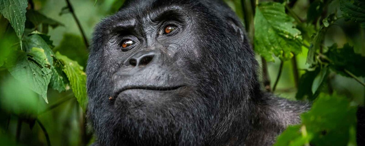 How do I book Uganda gorilla permits