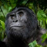 How do I book Uganda gorilla permits