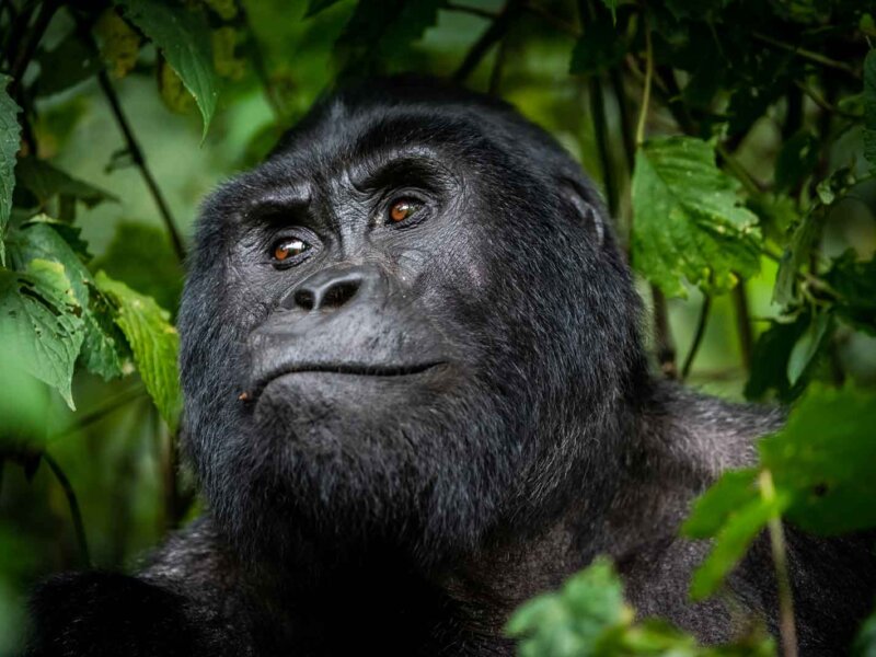 How do I book Uganda gorilla permits