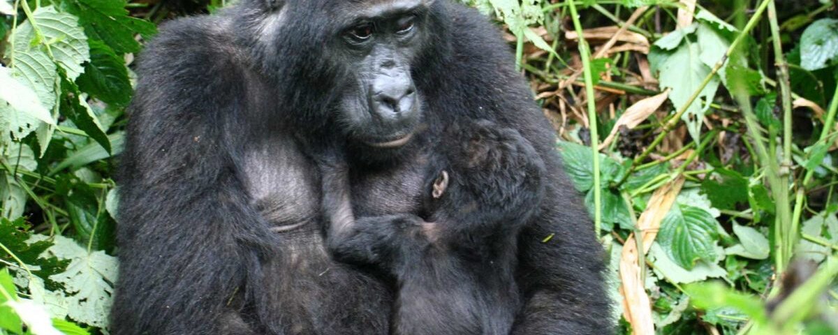 How early should I book Rwanda gorilla permits