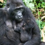 How early should I book Rwanda gorilla permits