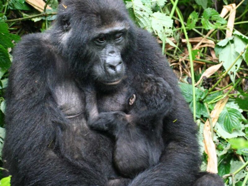 How early should I book Rwanda gorilla permits