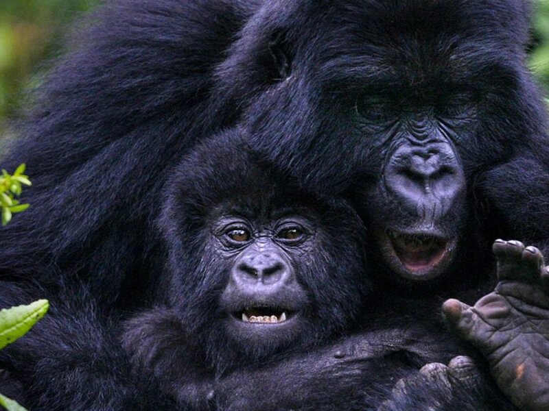 How long does gorilla trekking take in Uganda