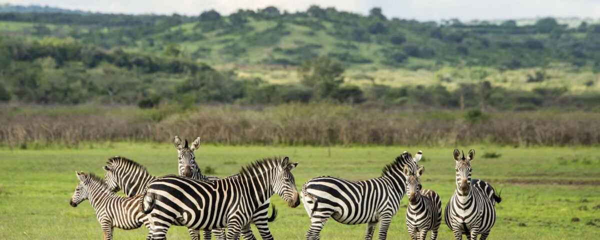 How many days are enough for Akagera safari