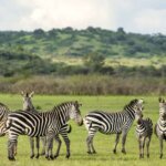 How many days are enough for Akagera safari
