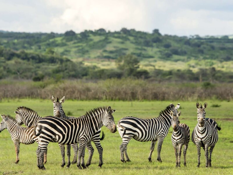 How many days are enough for Akagera safari