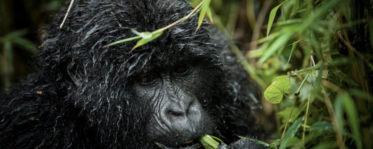 How many days do I need for Rwanda gorilla trekking