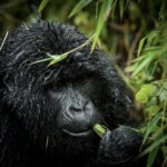 How many days do I need for Rwanda gorilla trekking