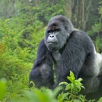 How many gorilla families are in Rwanda