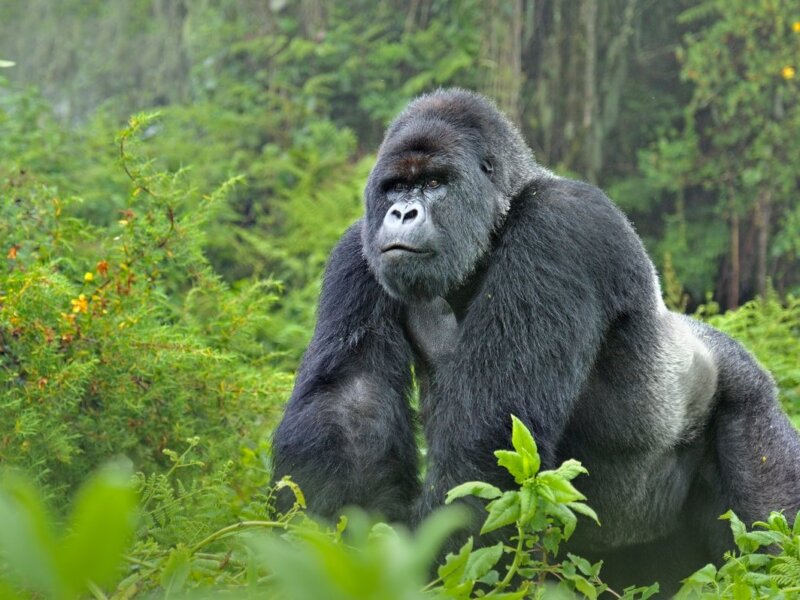 How many gorilla families are in Rwanda