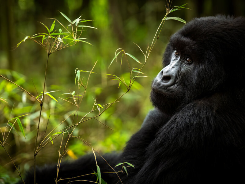 How many people trek one gorilla family in Rwanda