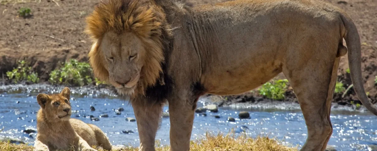 Which Tanzania Safari Has the Most Wildlife