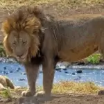 Which Tanzania Safari Has the Most Wildlife