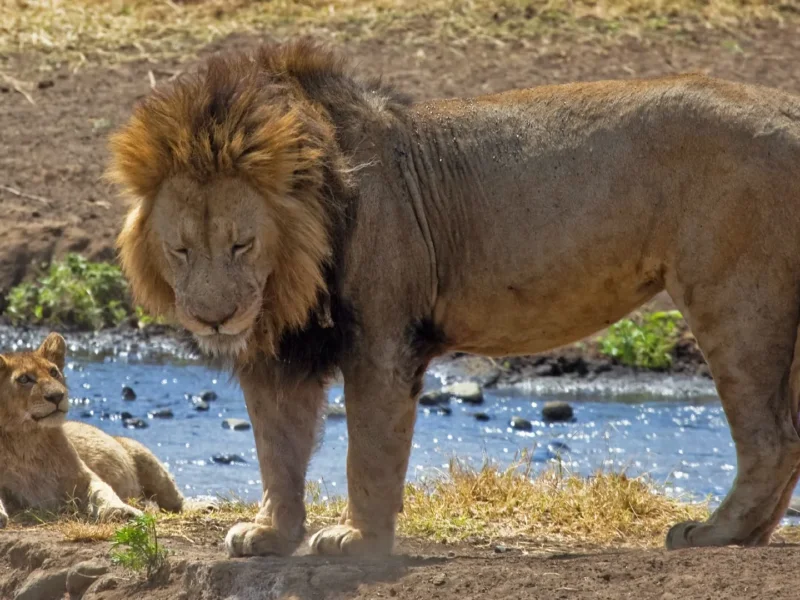 Which Tanzania Safari Has the Most Wildlife