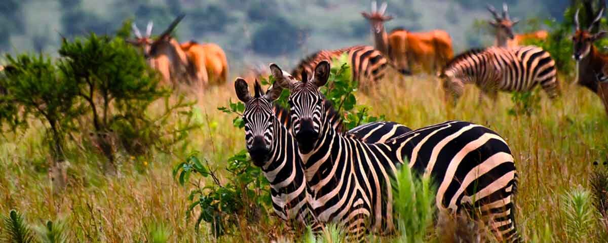 Is Akagera National Park Worth Visiting