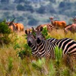 Is Akagera National Park Worth Visiting