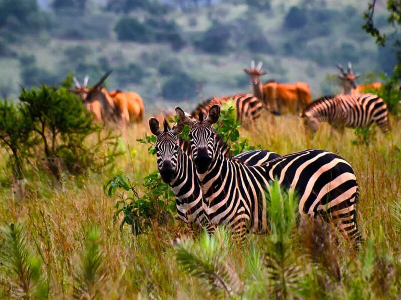 Is Akagera National Park Worth Visiting