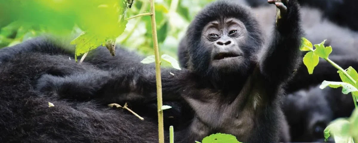Is Rwanda Safe for Gorilla Trekking