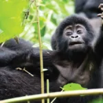 Is Rwanda Safe for Gorilla Trekking