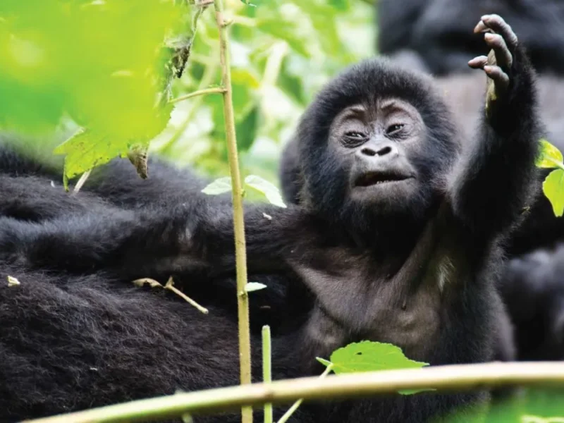 Is Rwanda Safe for Gorilla Trekking