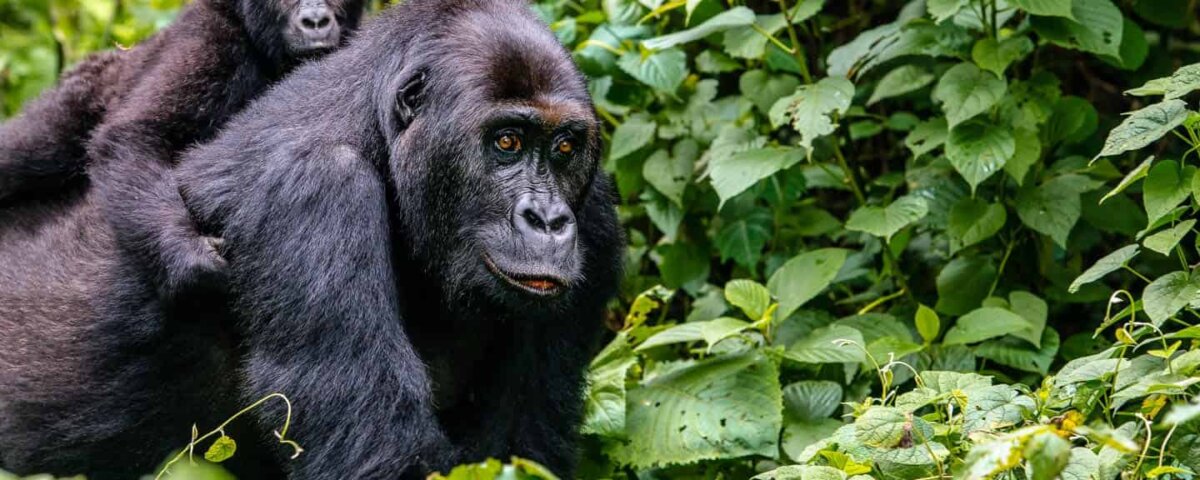 Is Rwanda better than Uganda for gorilla trekking